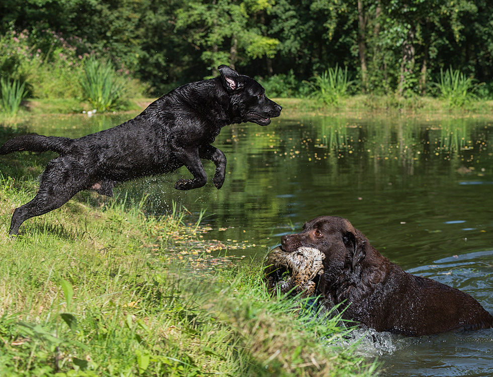 SaarLorLux Labrador Rüden